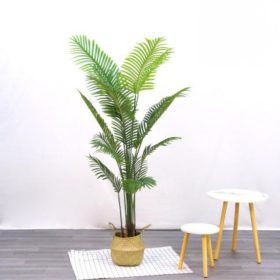 Műnövény Diópálma 180 cm