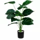 Műnövény Filodendron 70 cm