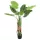 Műnövény Alocasia Amazonas fehér erezetű 120 cm
