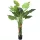 Műnövény Alocasia Amazonas fehér erezetű 150 cm