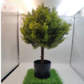 Műnövény Ciprus cserépben 60 cm