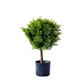 Műnövény Ciprus cserépben 60 cm