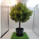 Műnövény Ciprus cserépben 60 cm