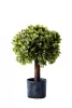Műnövény Bukszus cserépben 60 cm