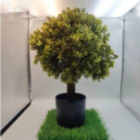 Műnövény Bukszus cserépben 60 cm