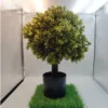 Műnövény Bukszus cserépben 60 cm