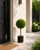 Műnövény gömbös buxus cserepes 70x40 cm