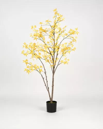 Műnövény Sárga Juhar 150 cm