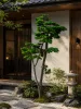Műnövény Fenyő bonsai vékony 180 cm