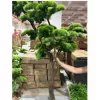 Műnövény Fenyő bonsai vékony 180 cm