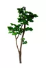 Műnövény Fenyő bonsai vékony 180 cm