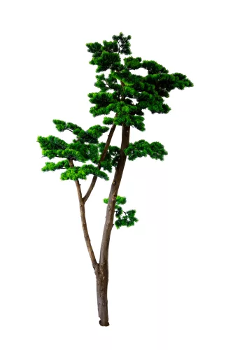 Műnövény Fenyő bonsai vékony 180 cm