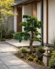 Műnövény Fenyő bonsai terebélyes 120 cm