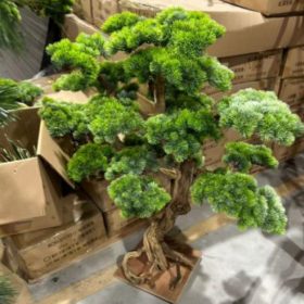 Műnövény Fenyő bonsai terebélyes 120 cm