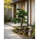 Műnövény Fenyő bonsai terebélyes 120 cm