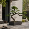 Műnövény Fenyő bonsai terebélyes 160 cm