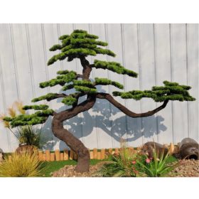 Műnövény Fenyő bonsai terebélyes 160 cm