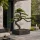 Műnövény Fenyő bonsai terebélyes 160 cm