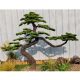 Műnövény Fenyő bonsai terebélyes 160 cm