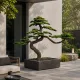 Műnövény Fenyő bonsai terebélyes 160 cm