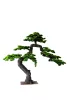 Műnövény Fenyő bonsai terebélyes 160 cm
