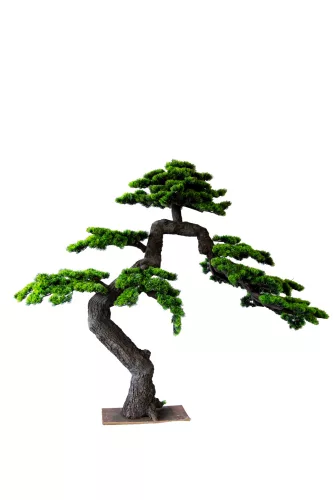 Műnövény Fenyő bonsai terebélyes 160 cm