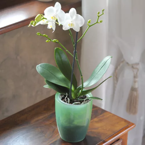 Kaspó orchideához COUBI, átlátszó zöld