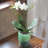 Kaspó orchideához COUBI, többféle színben