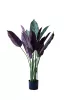Műnövény Calathea Setosa violet 110 cm 
