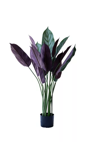 Műnövény Calathea Setosa violet 110 cm 