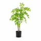 Műnövény Japán szentfa Nandina 120 cm