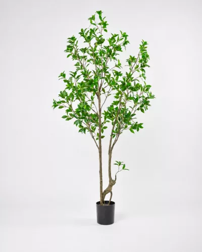 Műnövény japán kecskerágó 150 cm