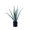 Műnövény Aloe Vera 50 cm