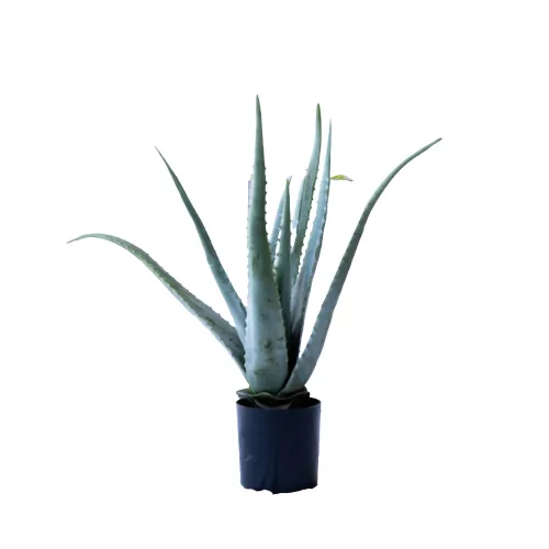 Műnövény Aloe Vera 50 cm