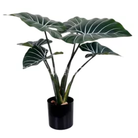 Műnövény Alocasia Zebrina 50 cm
