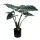 Műnövény Alocasia Zebrina 50 cm
