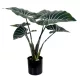 Műnövény Alocasia Zebrina 50 cm